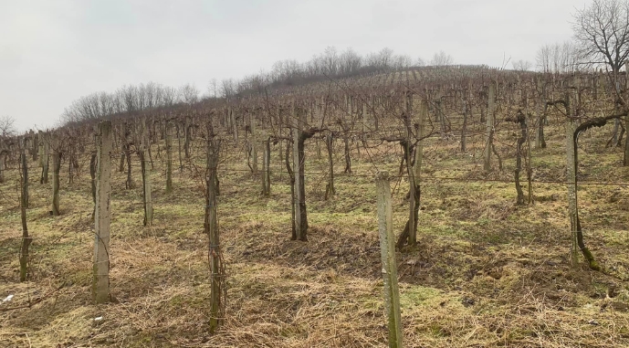 KOKHANOVSKA winery розпочинає зимові роботи з обрізки кущів